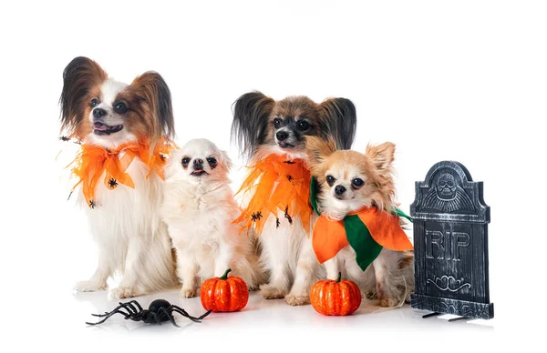 Papillon Cani Chihuahua Halloween Davanti Sfondo Bianco — Foto Stock