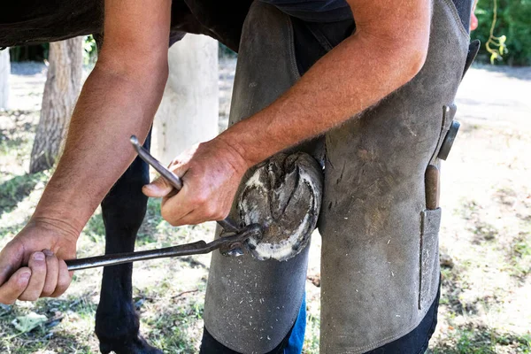 Farrier Horse Hoof Working Close — Stock Photo, Image
