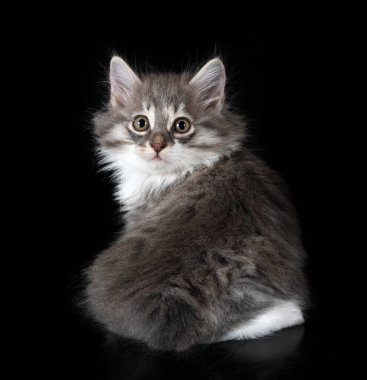 Genç Kurilian Kış Kuyruğu siyah arkaplan önünde