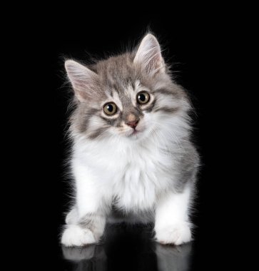 Genç Kurilian Kış Kuyruğu siyah arkaplan önünde