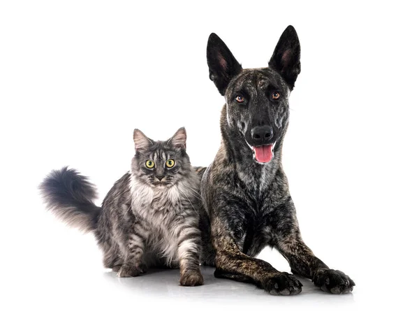 Dutch Shepherd Maine Coon Front White Background — Stock Photo, Image
