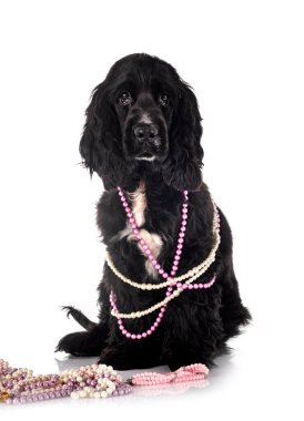 Beyaz arka plan önünde İngiliz yavru horoz İspanyol