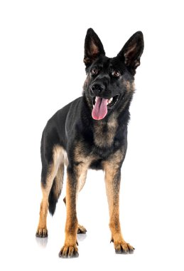 Genç Alman çoban köpeği beyaz arka planda.
