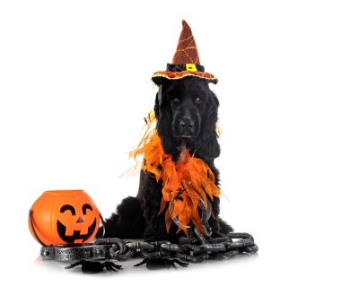 Beyaz arka plan önünde İngiliz yavru horoz İspanyol