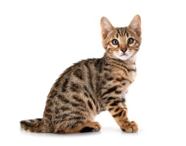 Bengal kedisi beyaz arka planda