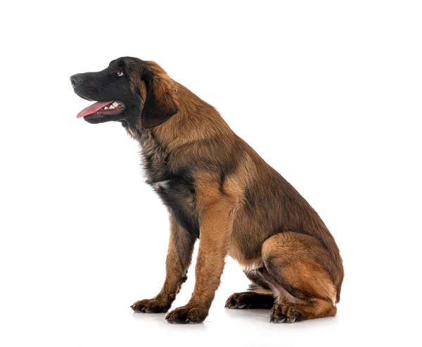 Puppy Leonberger Front White Background — Stock Photo, Image