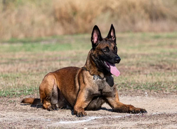 Young Belgian Shepherd Training Nature Security — Stock Photo, Image