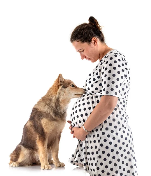 Lapphund Finlandés Propietaria Embarazada Frente Fondo Blanco — Foto de Stock