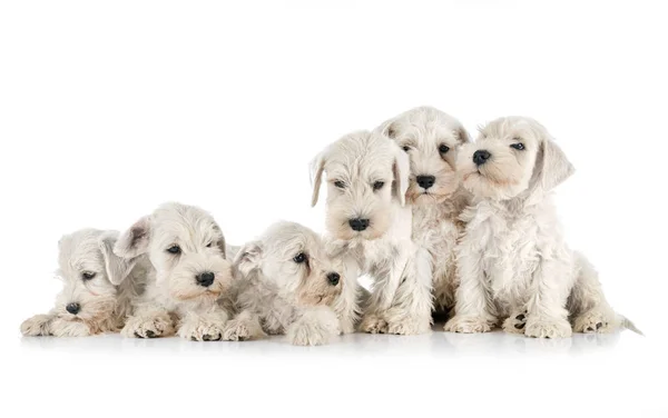 Pups Miniatuur Schnauzer Voorkant Van Witte Achtergrond — Stockfoto