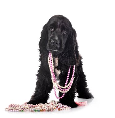 Beyaz arka plan önünde İngiliz yavru horoz İspanyol