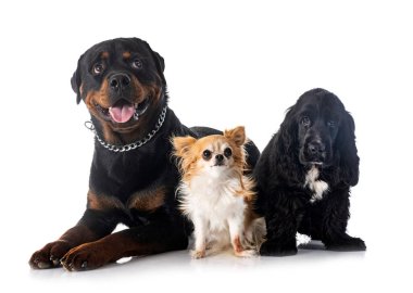 İngiliz Cocker Spaniel, chihuahua ve Rottweiler beyaz arka planda