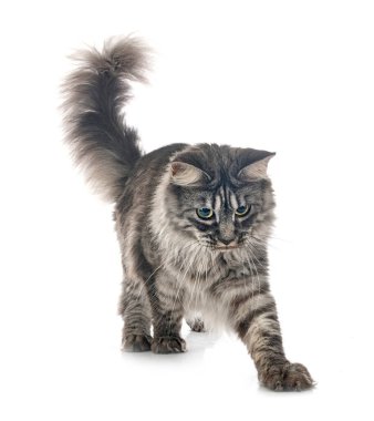 Maine coon beyaz arka plan önünde