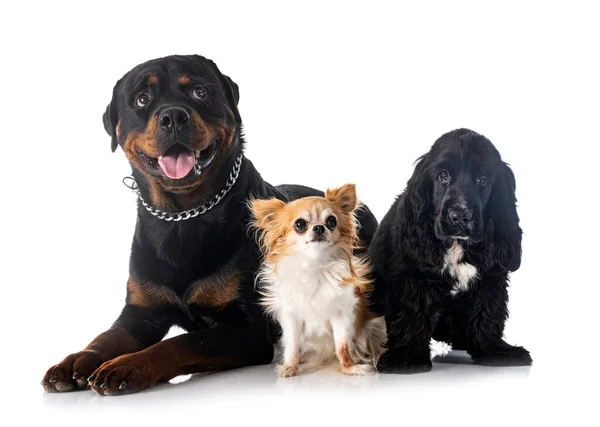 Engelska Cocker Spaniel Chihuahua Och Rottweiler Framför Vit Bakgrund — Stockfoto