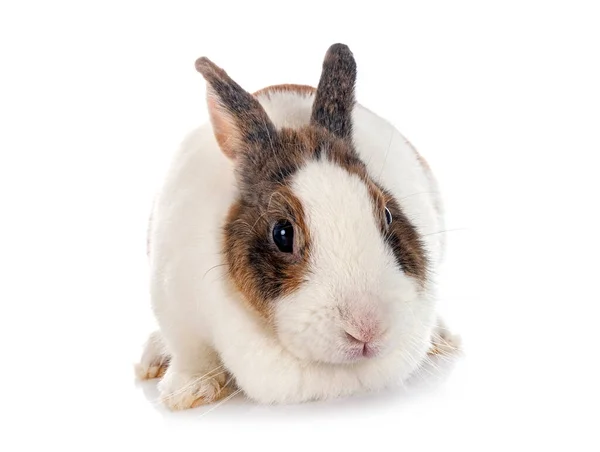 Rex Konijn Voor Witte Achtergrond — Stockfoto