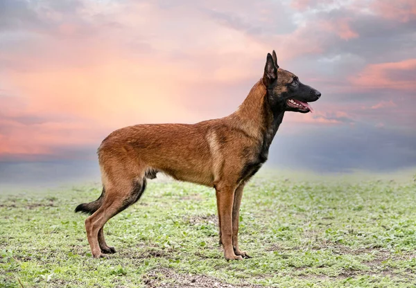 Genç Belçikalı Çoban Köpeği Doğada Güvenlik Eğitimi Alıyor — Stok fotoğraf