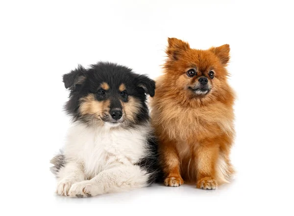 Cachorro Áspero Collie Spitz Frente Fondo Blanco — Foto de Stock