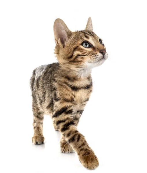 Bengal Cat Front White Background — Stock Photo, Image