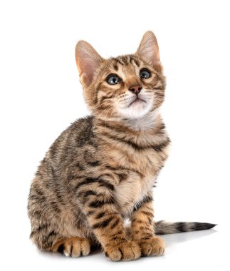 Bengal kedisi beyaz arka planda