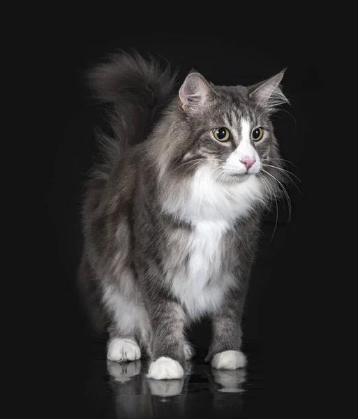 Norwegian Forest Cat Front Black Background — Photo