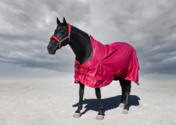 Black Horse His Horse Blanket Winter — Stock Photo, Image