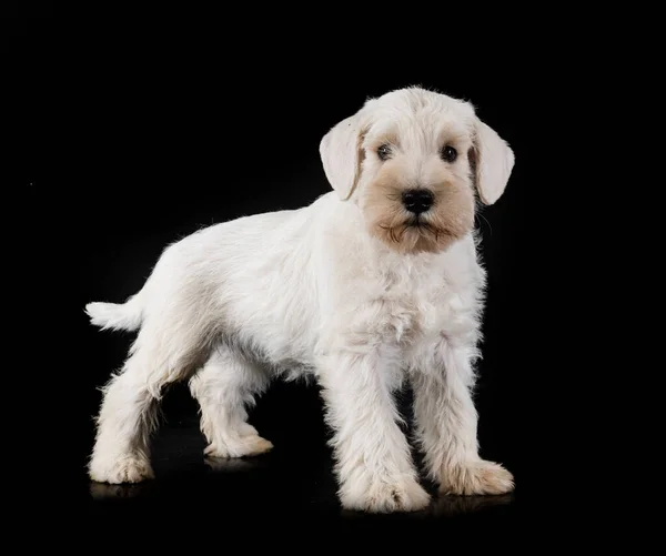 Hvalp Miniature Schnauzer Foran Sort Baggrund - Stock-foto