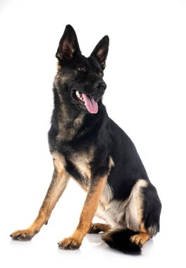 Genç Alman çoban köpeği beyaz arka planda.