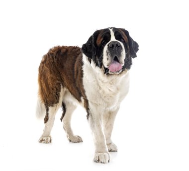 Saint bernard beyaz arka plan önünde