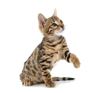 Bengal kedisi beyaz arka planda