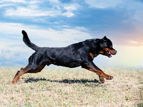 Yazın Bir Tarlada Yetişkin Rottweiler Çalıştırmak — Stok fotoğraf