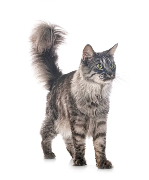 Maine Coon Front White Background — Stock Photo, Image