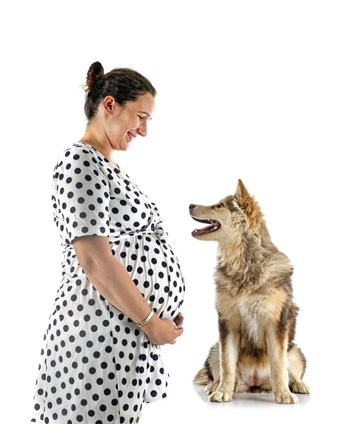 Lapphund Finlandés Propietaria Embarazada Frente Fondo Blanco — Foto de Stock