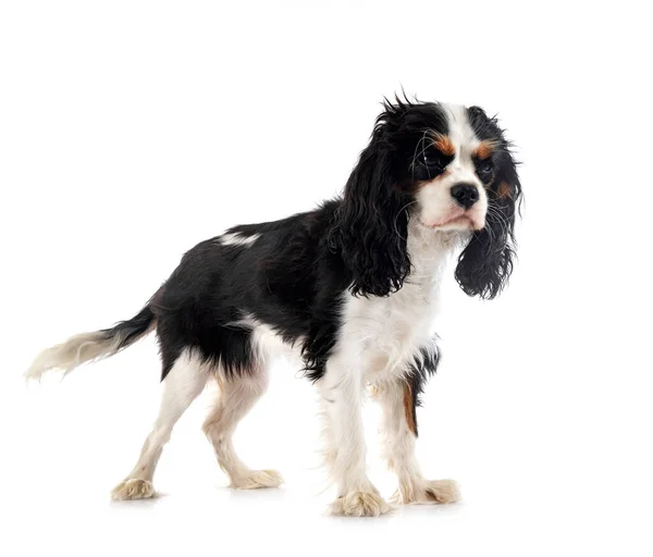 Cavalier King Charles Front White Background — стоковое фото