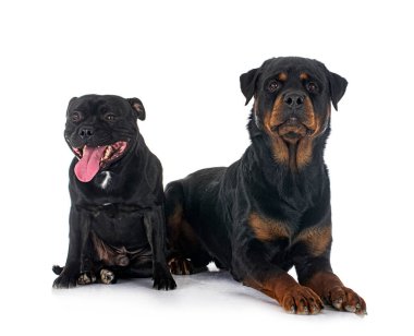 Stamfordshire Boğa Teriyeri ve Rottweiler beyaz arka planda