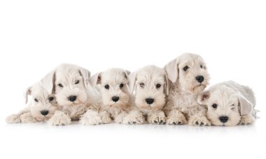 Beyaz arkaplan önünde köpek yavruları minyatür schnauzer