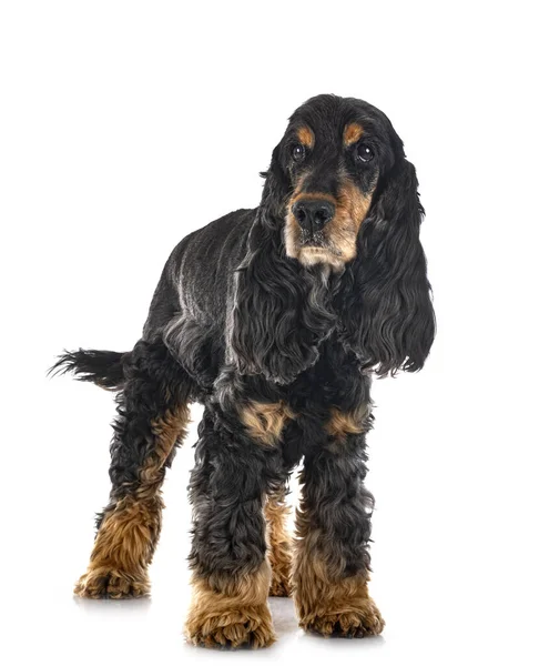 Inglese Cocker Spaniel Fronte Sfondo Bianco — Foto Stock