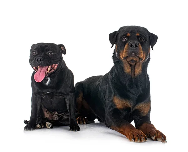 Stamfordshire Boğa Teriyeri Rottweiler Beyaz Arka Planda — Stok fotoğraf