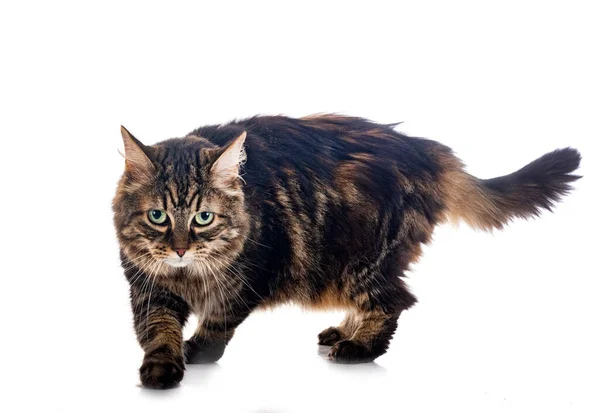 Maine Coon Vor Weißem Hintergrund — Stockfoto