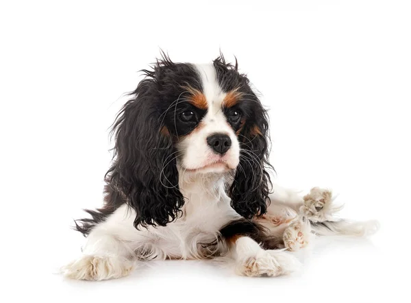 Cavalier King Charles Front White Background — Stock Photo, Image