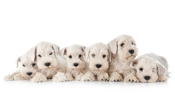 Cachorros Miniatura Schnauzer Frente Fondo Blanco —  Fotos de Stock