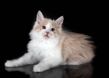 Genç Kurilian Kış Kuyruğu siyah arkaplan önünde