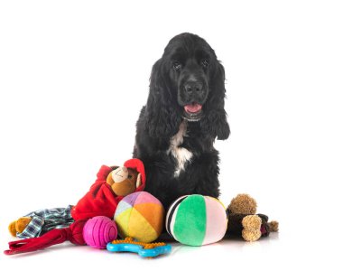 Beyaz arka plan önünde İngiliz yavru horoz İspanyol