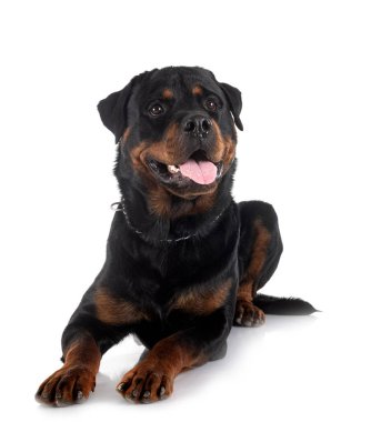 Beyaz arkaplan önünde safkan rottweiler