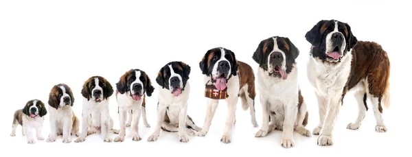 Saint Bernard Front White Background — Stock Photo, Image