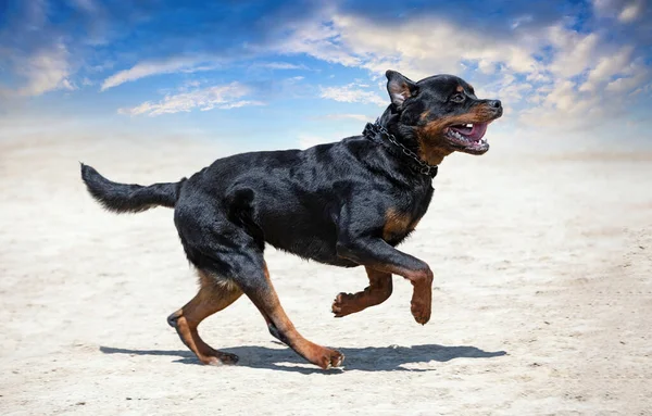 Entrenamiento Joven Rottweiler Para Deporte Protección Policía — Foto de Stock
