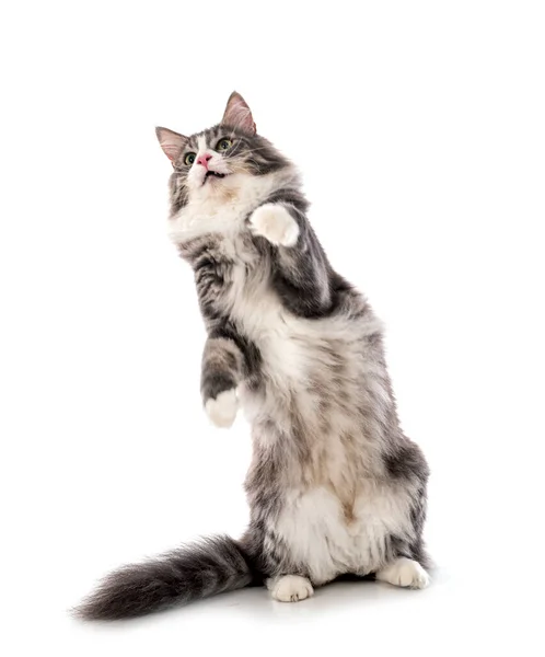 Norwegian Forest Cat Front White Background — Stock Photo, Image