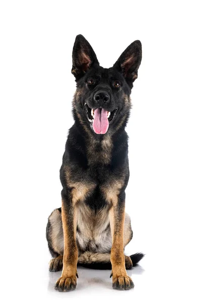 Young German Shepherd Front White Background — Stock Photo, Image