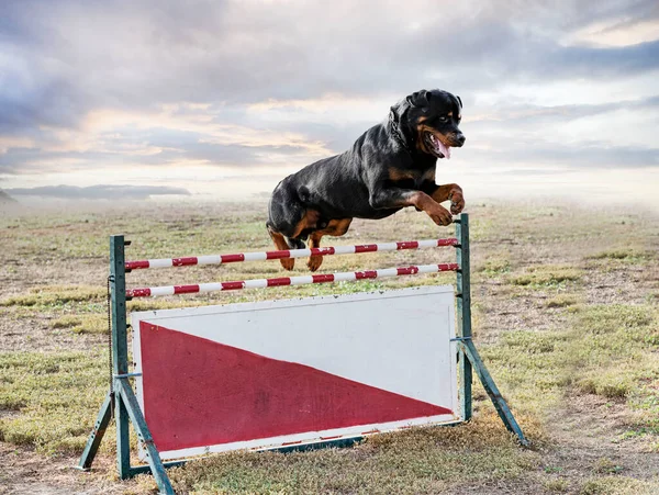 Młody Rottweiler Szkolenia Dla Ochrony Sportu Policji — Zdjęcie stockowe