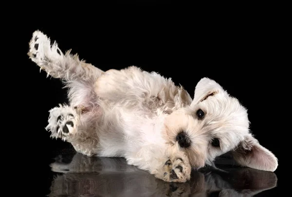 Siyah Arkaplan Önünde Köpek Yavrusu Minyatür Schnauzer — Stok fotoğraf