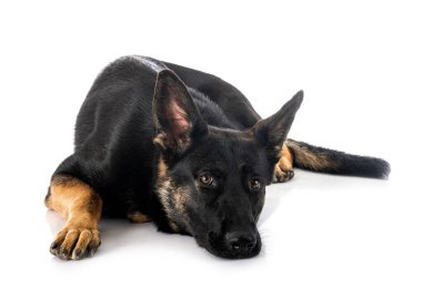 Genç Alman çoban köpeği beyaz arka planda.