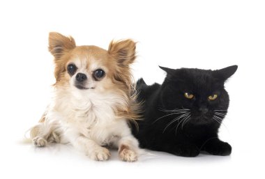 Beyaz arka planda küçük bir chihuahua ve kedi